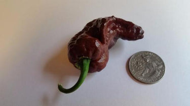 Bhut Jolokia Chocolate Ghost - Seeds - The Pepper Pantry (Formerly Marie Sharp's)